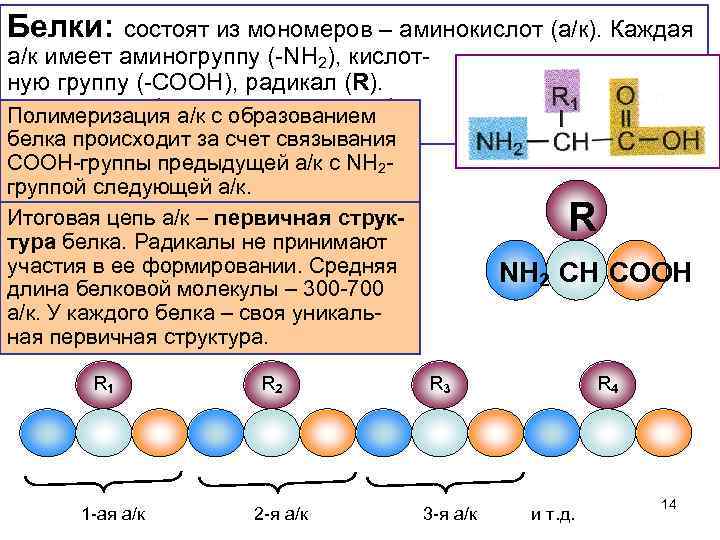 Белки: состоят из мономеров – аминокислот (а/к). Каждая а/к имеет аминогруппу (-NH 2), кислотную