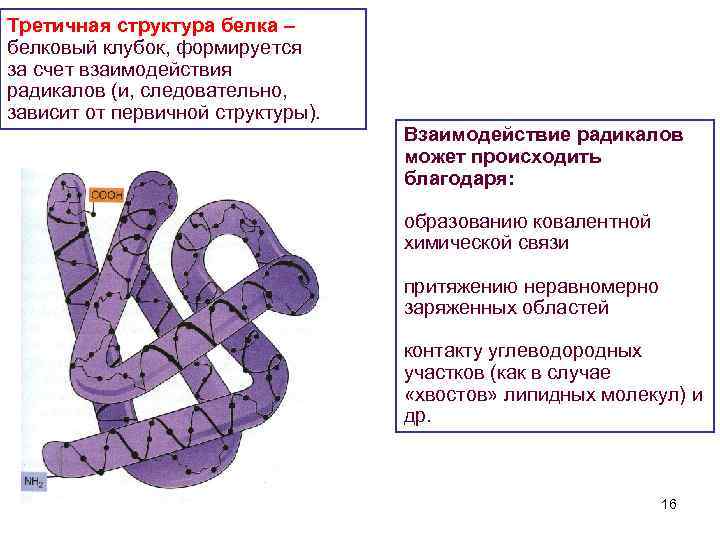 Третичная структура белка рисунок