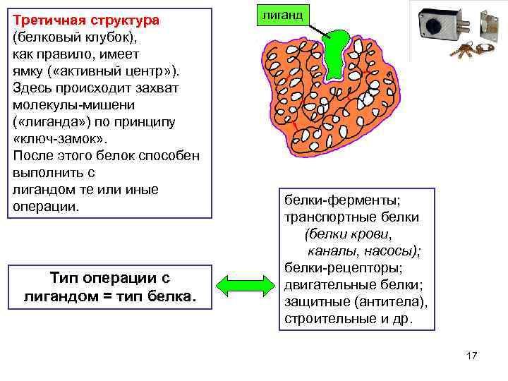 Третичная структура (белковый клубок), как правило, имеет ямку ( «активный центр» ). Здесь происходит