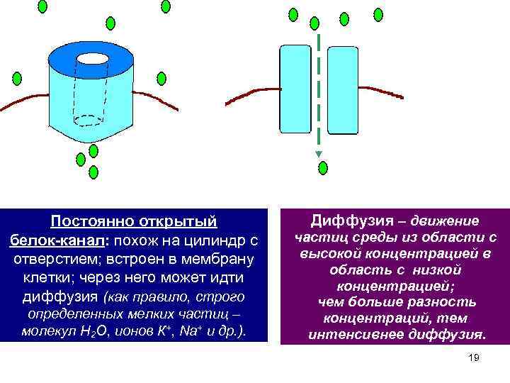 3 Постоянно открытый белок-канал: похож на цилиндр с отверстием; встроен в мембрану клетки; через