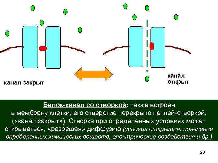 канал закрыт канал открыт Белок-канал со створкой: также встроен в мембрану клетки; его отверстие