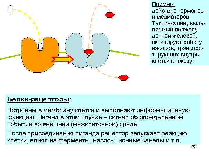 инсулин глюкоза Пример: действие гормонов и медиаторов. Так, инсулин, выделяемый поджелудочной железой, активирует работу