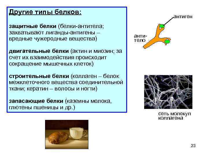 Другие типы белков: защитные белки (белки-антитела; захватывают лиганды-антигены – вредные чужеродные вещества) антиген антитело