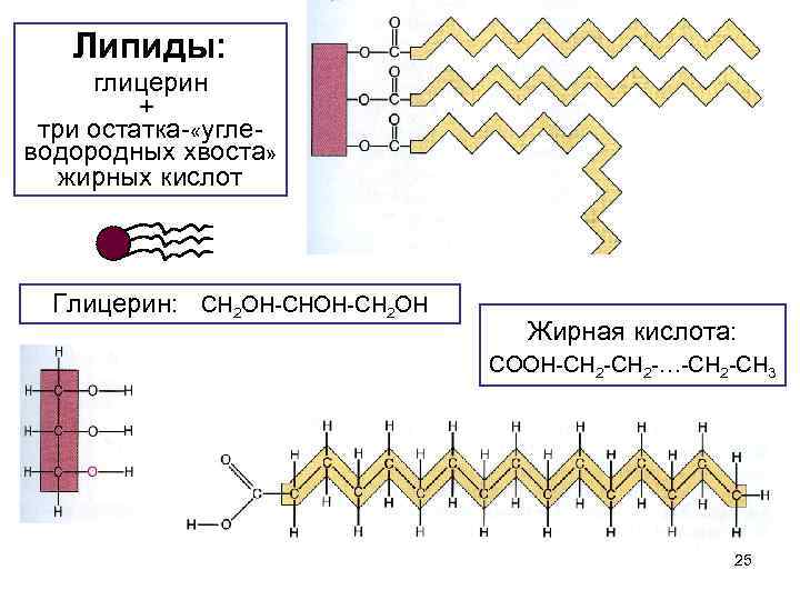 Липиды: глицерин + три остатка- «углеводородных хвоста» жирных кислот Глицерин: СН 2 ОН-СН 2
