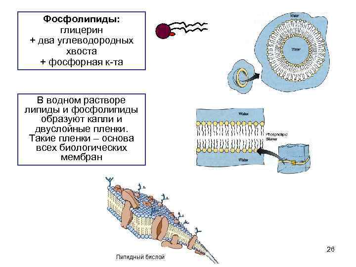 Фосфолипиды: глицерин + два углеводородных хвоста + фосфорная к-та В водном растворе липиды и