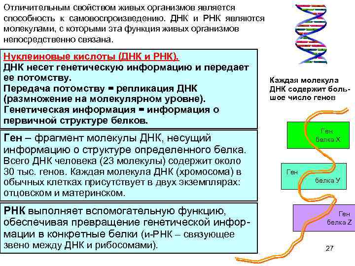 Отличительным свойством живых организмов является способность к самовоспроизведению. ДНК и РНК являются молекулами, с
