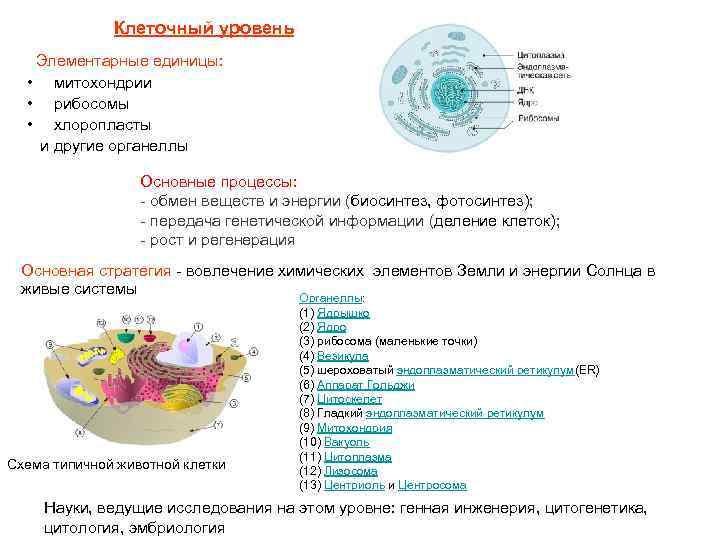 Отметь изображение на котором виден данный уровень организации клетки