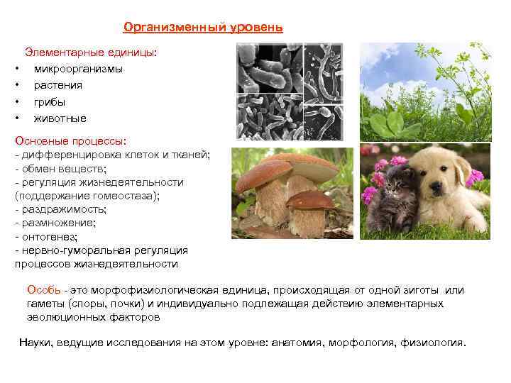 Организменный уровень Элементарные единицы: • микроорганизмы • растения • грибы • животные Основные процессы: