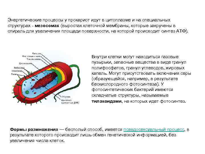 Энергетические процессы у прокариот идут в цитоплазме и на специальных структурах - мезосомах (выростах
