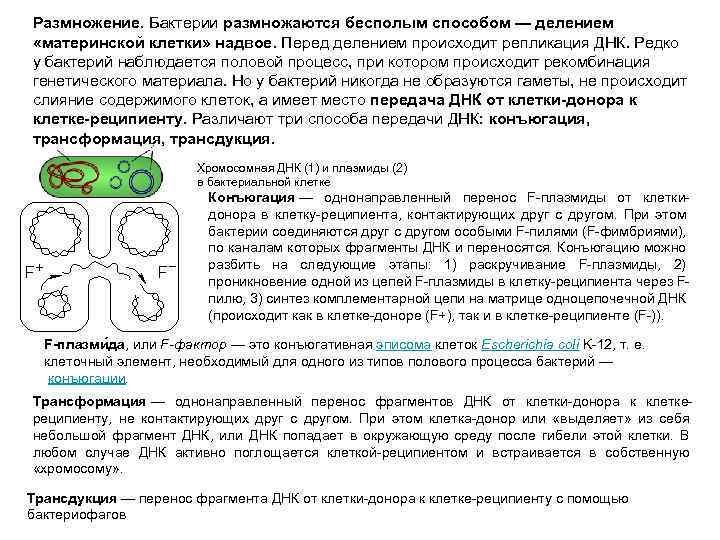 Размножение. Бактерии размножаются бесполым способом — делением «материнской клетки» надвое. Перед делением происходит репликация