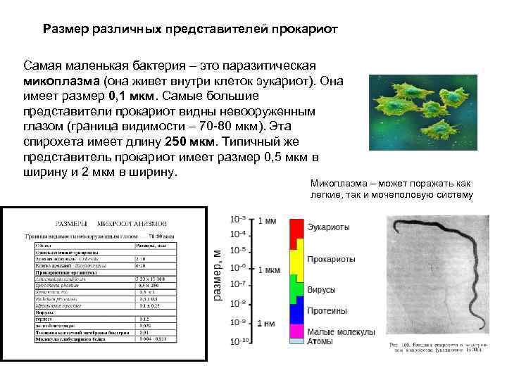 Размер различных представителей прокариот Самая маленькая бактерия – это паразитическая микоплазма (она живет внутри