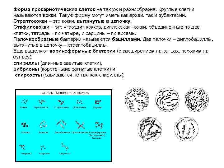 Форма прокариотических клеток не так уж и разнообразна. Круглые клетки называются кокки. Такую форму