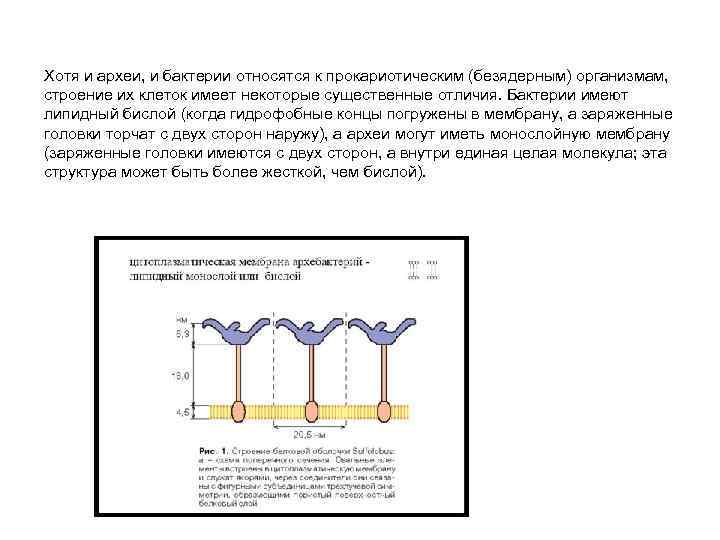 Хотя и археи, и бактерии относятся к прокариотическим (безядерным) организмам, строение их клеток имеет