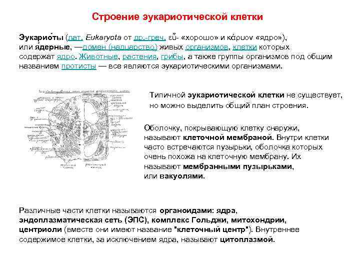 Строение эукариотической клетки Эукарио ты (лат. Eukaryota от др. -греч. εὖ- «хорошо» и κάρυον
