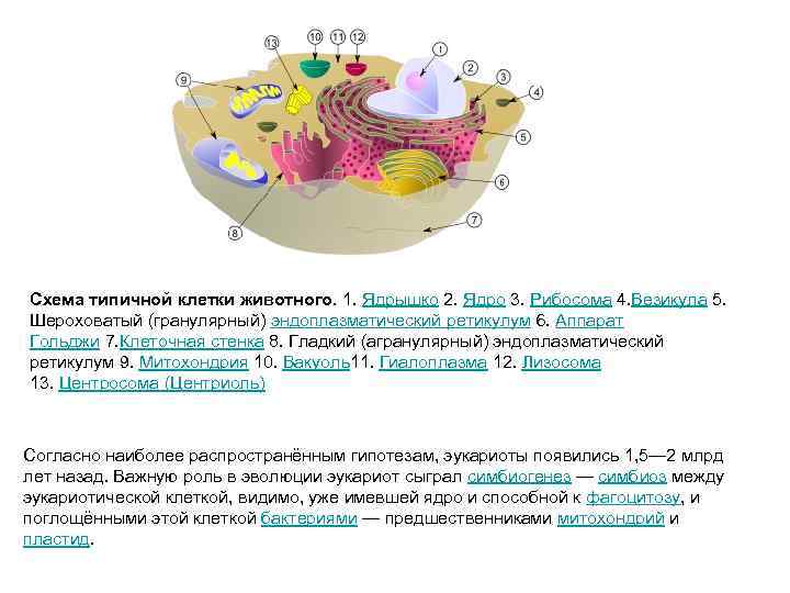 Схема типичной клетки животного. 1. Ядрышко 2. Ядро 3. Рибосома 4. Везикула 5. Шероховатый