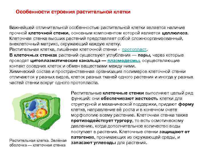 Особенности строения растительной клетки Важнейшей отличительной особенностью растительной клетки является наличие прочной клеточной стенки,