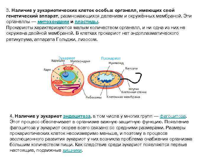 3. Наличие у эукариотических клеток особых органелл, имеющих свой генетический аппарат, размножающихся делением и