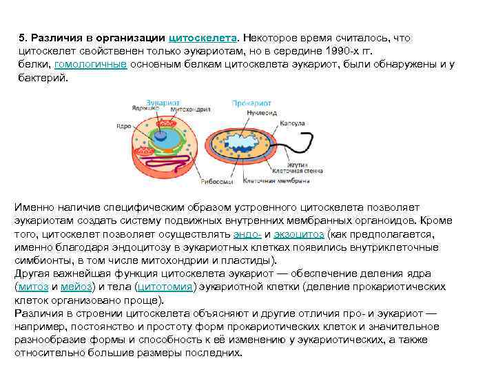 5. Различия в организации цитоскелета. Некоторое время считалось, что цитоскелет свойственен только эукариотам, но