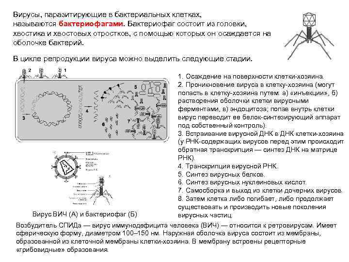 Вирусы, паразитирующие в бактериальных клетках, называются бактериофагами. Бактериофаг состоит из головки, хвостика и хвостовых