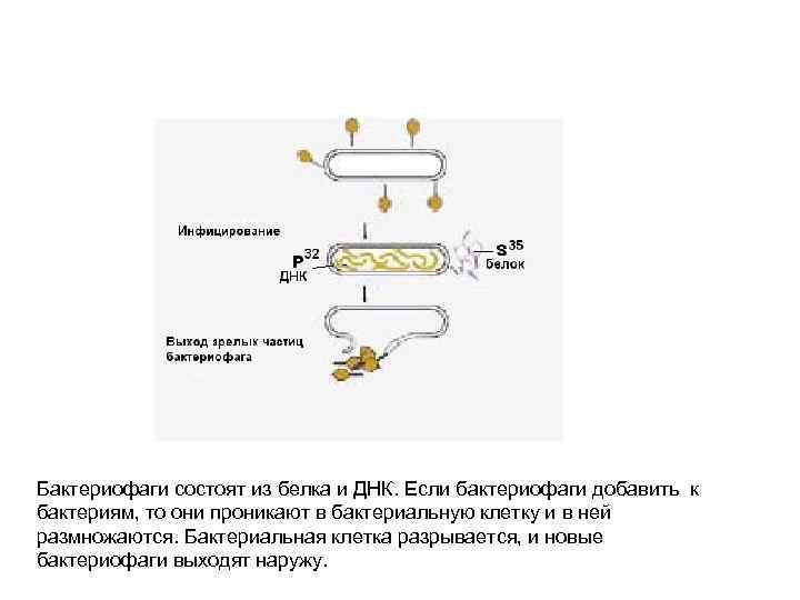 Бактериофаги состоят из белка и ДНК. Если бактериофаги добавить к бактериям, то они проникают