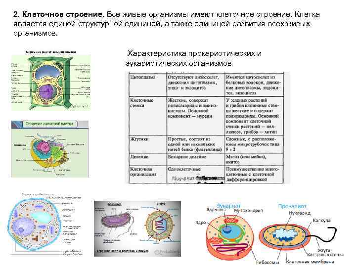 2. Клеточное строение. Все живые организмы имеют клеточное строение. Клетка является единой структурной единицей,