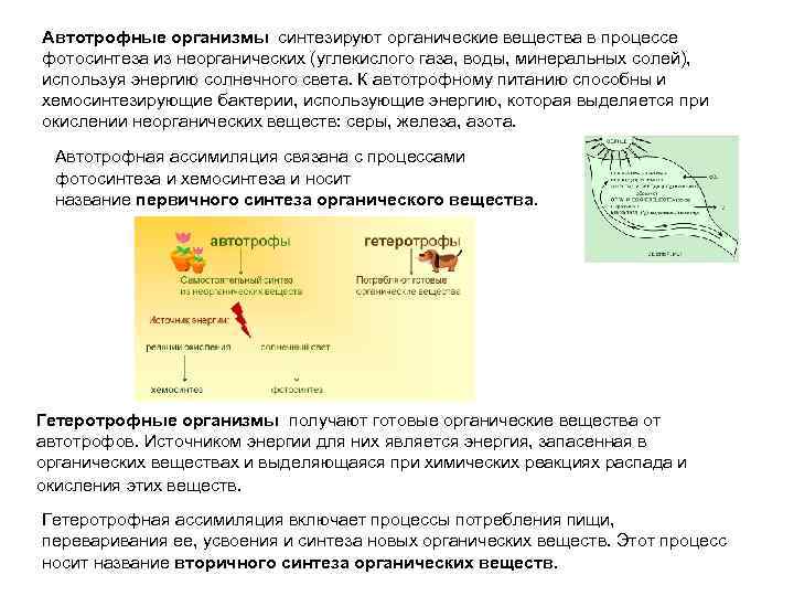 Организмы синтезирующие органические вещества из неорганических. Ассимиляция у автотрофных организмов. Автотрофная и гетеротрофная ассимиляция. Виды автотрофной ассимиляции. Ассимиляция у автотрофов.