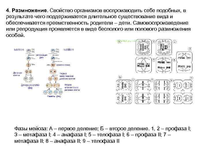 4. Размножение. Свойство организмов воспроизводить себе подобных, в результате чего поддерживается длительное существование вида