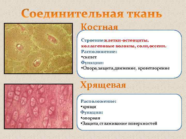Костная Строение: клетки-остеоциты. коллагеновые волокна, соли, оссеин. Расположение: • скелет Функции: • Опора, защита,