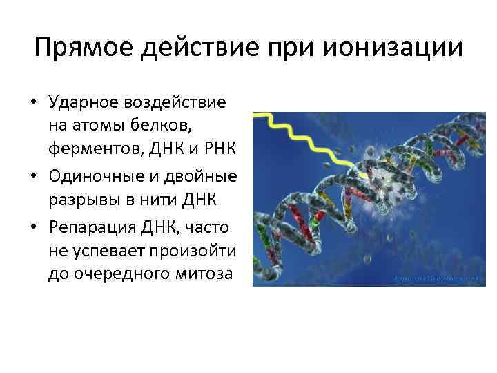 Прямое действие при ионизации • Ударное воздействие на атомы белков, ферментов, ДНК и РНК