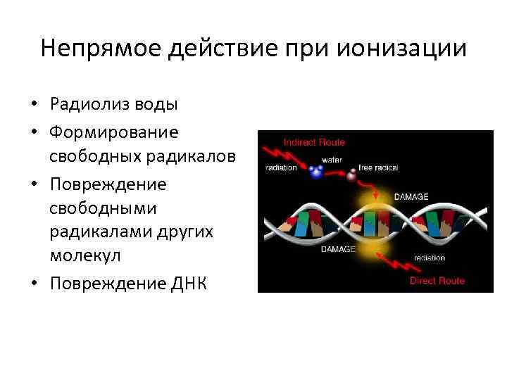 Непрямое действие при ионизации • Радиолиз воды • Формирование свободных радикалов • Повреждение свободными