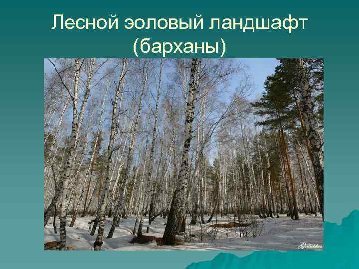 Лесной эоловый ландшафт (барханы) 