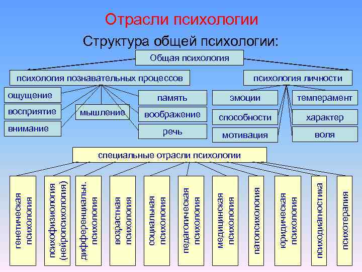 Отрасли психологии Структура общей психологии: Общая психология познавательных процессов ощущение восприятие психология личности память