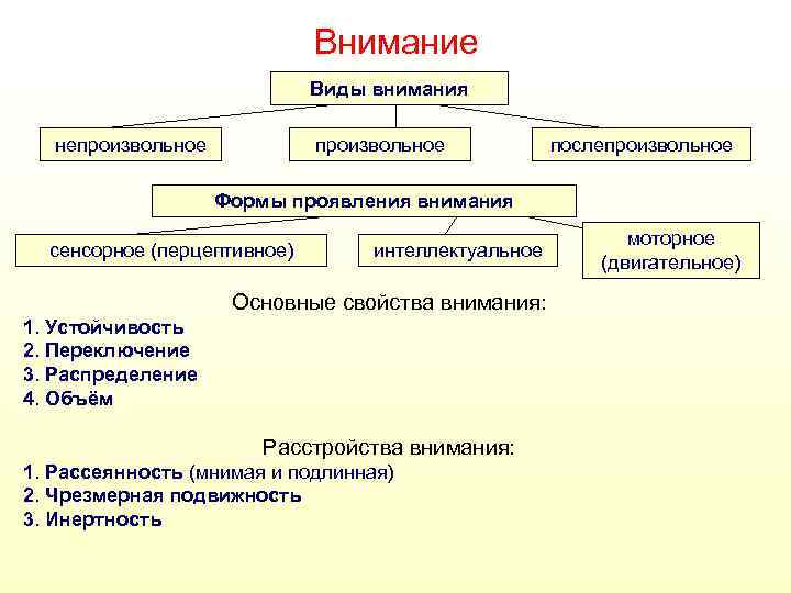 Внимание Виды внимания непроизвольное послепроизвольное Формы проявления внимания сенсорное (перцептивное) интеллектуальное Основные свойства внимания: