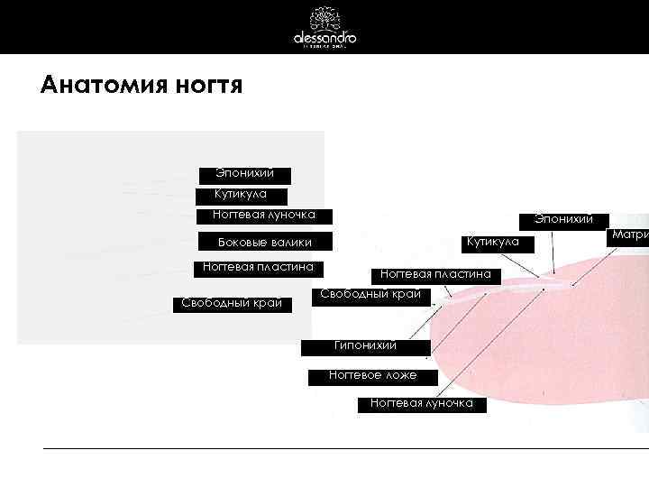 Анатомия ногтя Эпонихий Кутикула Ногтевая луночка Эпонихий Кутикула Боковые валики Ногтевая пластина Свободный край