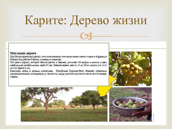 Карите: Дерево жизни Масляное дерево Ши (Butyrospermum parkii) в его естественном состоянии можно найти