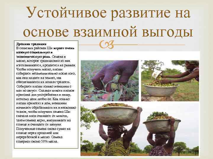 Устойчивое развитие на основе взаимной выгоды Древняя традиция В сельских районах Ши играет очень