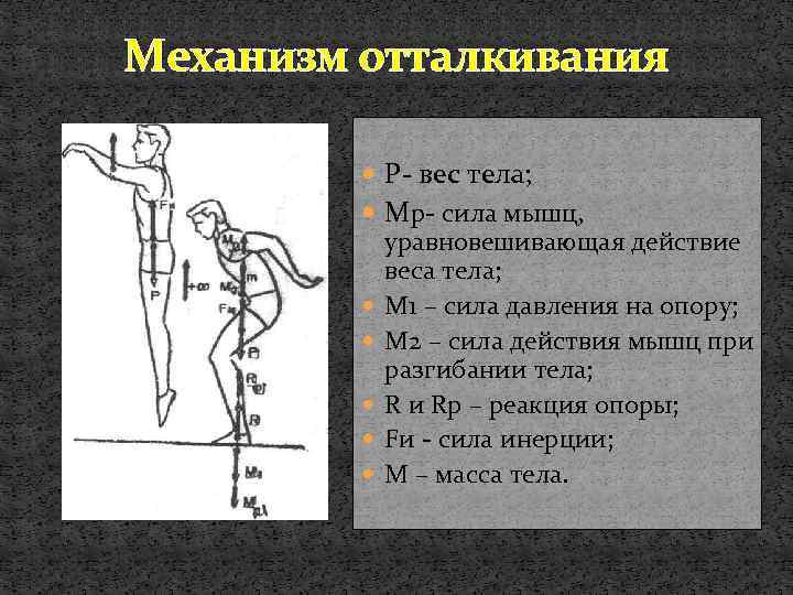 Механизм отталкивания P- вес тела; Mp- сила мышц, уравновешивающая действие веса тела; M 1