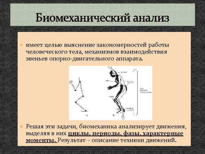 Биомеханический анализ имеет целью выяснение закономерностей работы человеческого тела, механизмов взаимодействия звеньев опорно-двигательного аппарата.