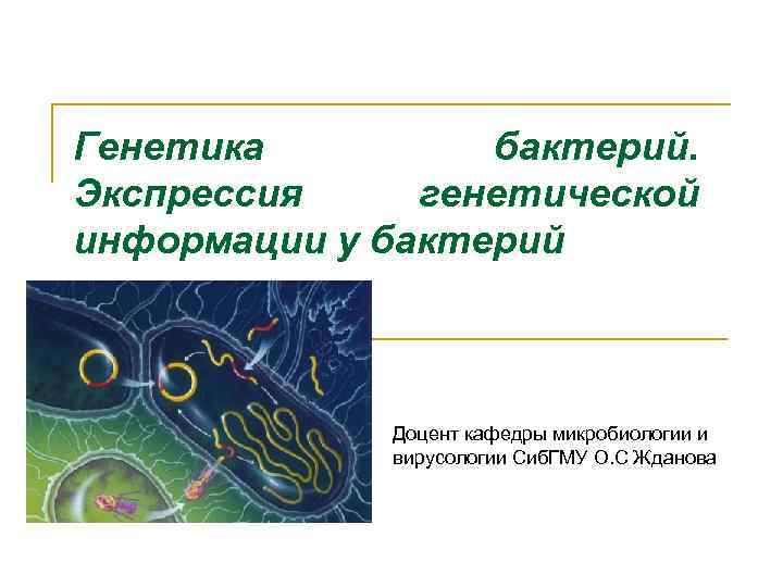 Генетика бактерий. Экспрессия генетической информации у бактерий Доцент кафедры микробиологии и вирусологии Сиб. ГМУ