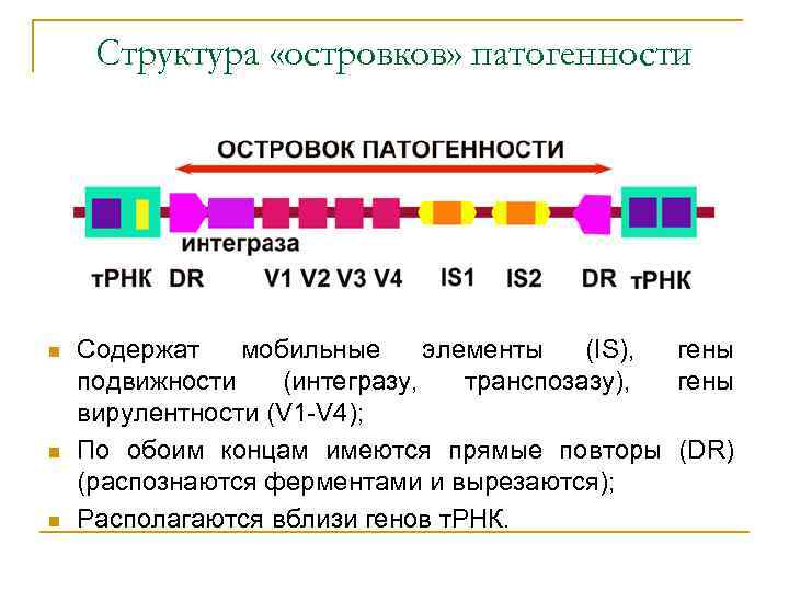 Структура «островков» патогенности n n n Содержат мобильные элементы (IS), гены подвижности (интегразу, транспозазу),