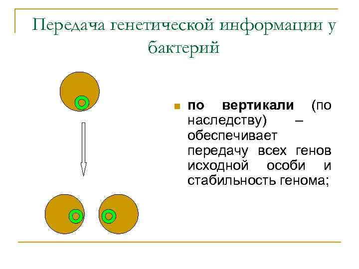 Передача генетической информации у бактерий n по вертикали (по наследству) – обеспечивает передачу всех