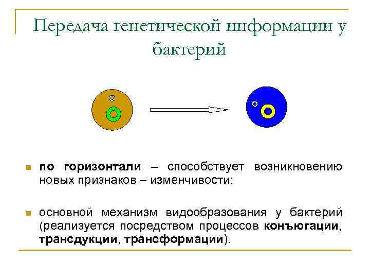 Передача генетической информации у бактерий n по горизонтали – способствует возникновению новых признаков –