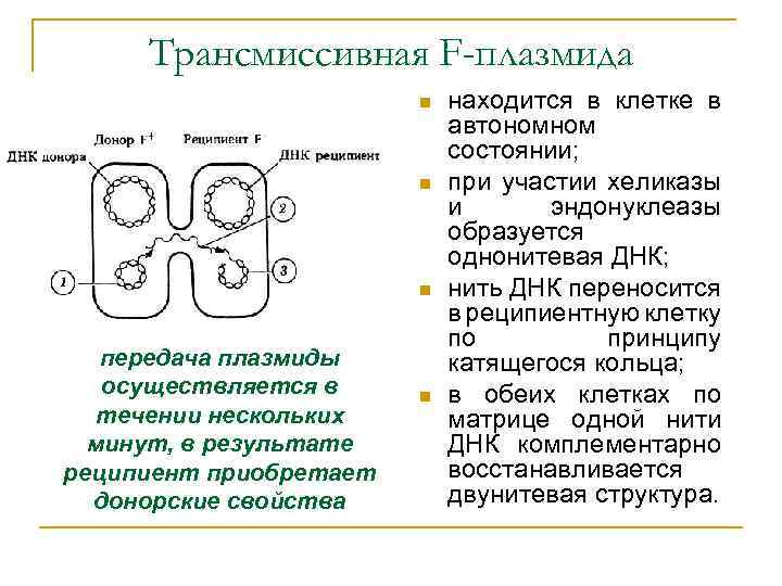 Трансмиссивная F-плазмида n n n передача плазмиды осуществляется в течении нескольких минут, в результате