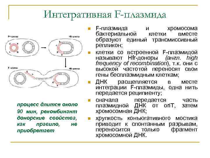 Интегративная F-плазмида n n n процесс длится около 90 мин, рекомбинант донорские свойства, как