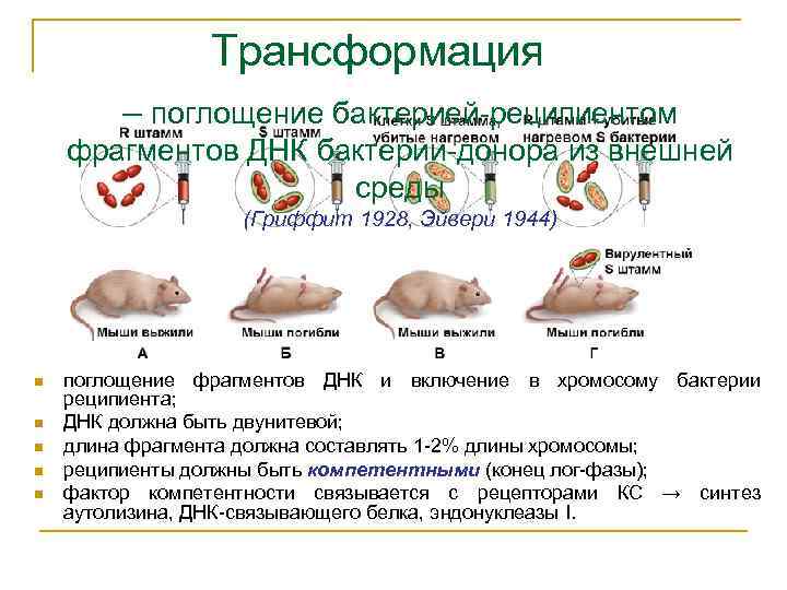 Трансформация – поглощение бактерией-реципиентом фрагментов ДНК бактерии-донора из внешней среды (Гриффит 1928, Эйвери 1944)