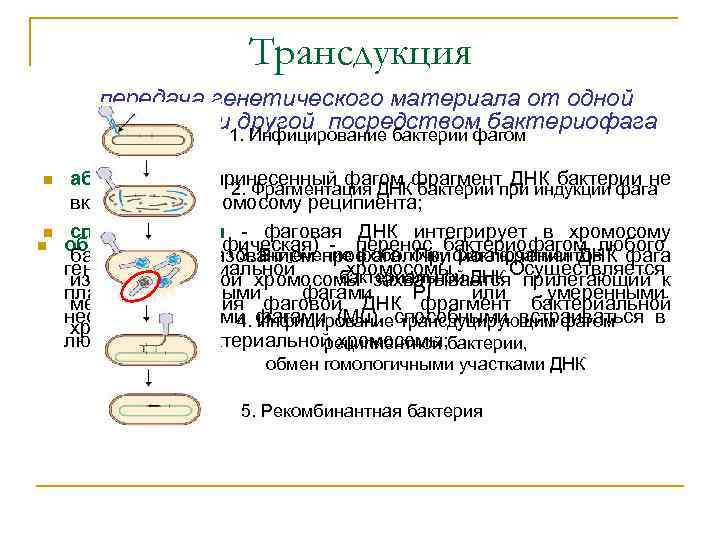 Трансдукция передача генетического материала от одной бактерии 1. Инфицирование бактерии фагом другой посредством бактериофага