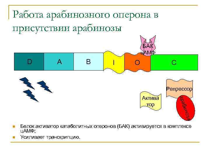 Работа арабинозного оперона в присутствии арабинозы БАК ц. АМФ D A B I O