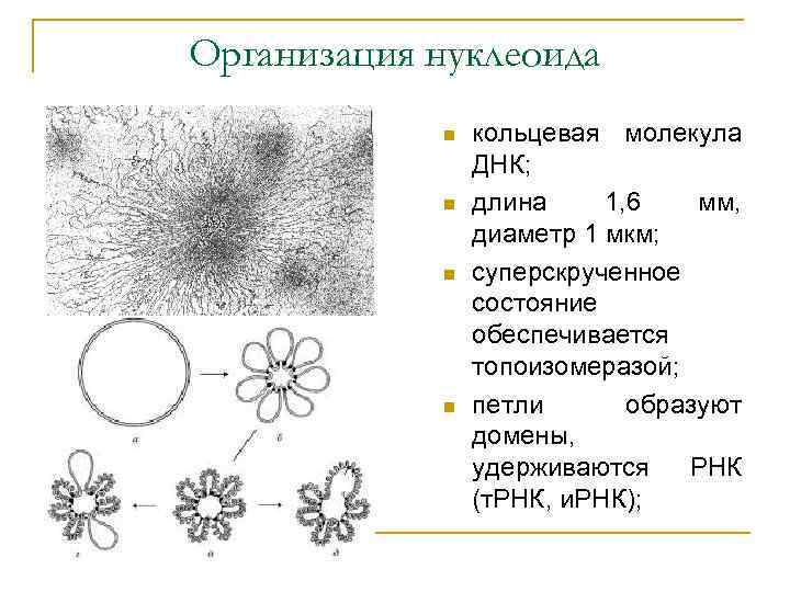 Организация нуклеоида n n кольцевая молекула ДНК; длина 1, 6 мм, диаметр 1 мкм;