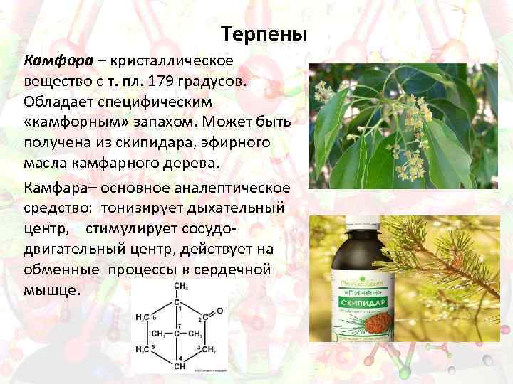 Терпены Камфора – кристаллическое вещество с т. пл. 179 градусов. Обладает специфическим «камфорным» запахом.