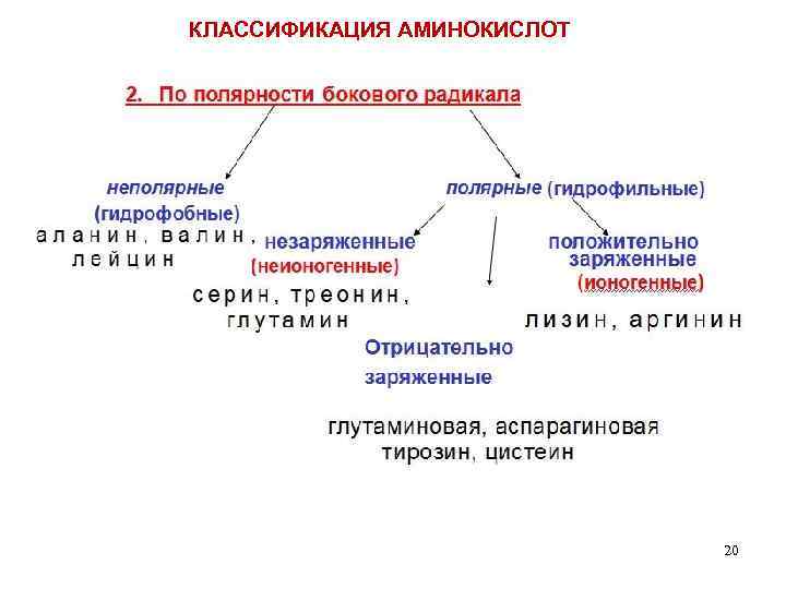 КЛАССИФИКАЦИЯ АМИНОКИСЛОТ 20 